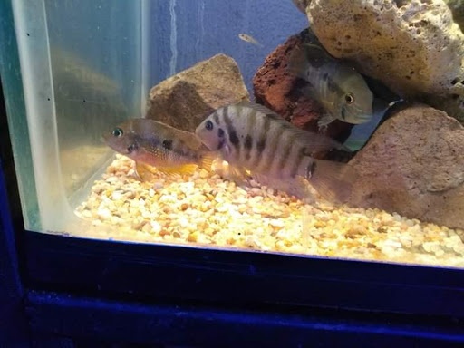 Aquatik House - Thumbnail