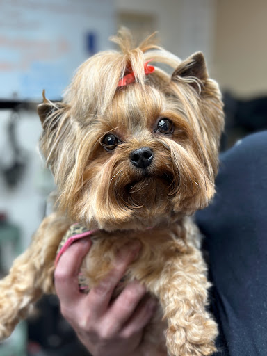 Smokey Mountain Grooming - Thumbnail
