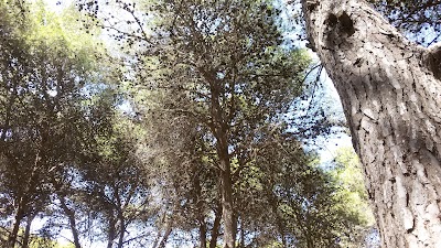 Photos of Restaurant Foret Zamouri
