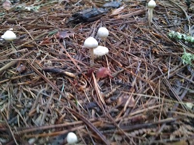 Photos of Big Knob State Forest Campground
