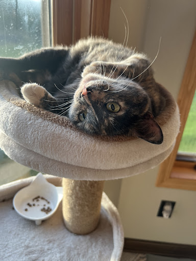 Isanti Pet Clinic Gallery - United States