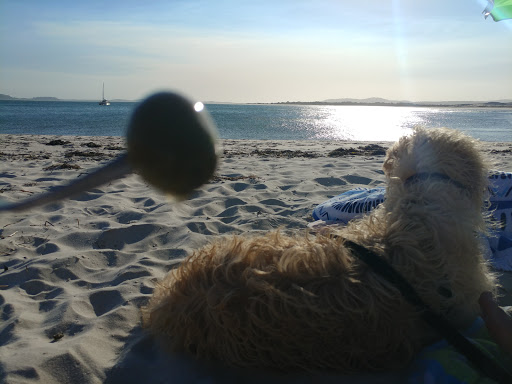 Hawks Nest Dog-on-Beach House - Thumbnail