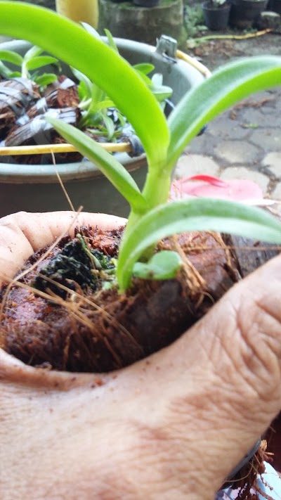 Photos of Andi Orchids