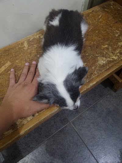 Photos of PETSMILE CLINIC - Drh. Nyoman