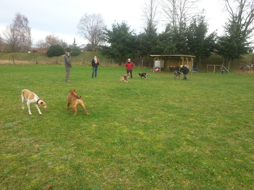 Maik und Sabines Hundewiese - Thumbnail