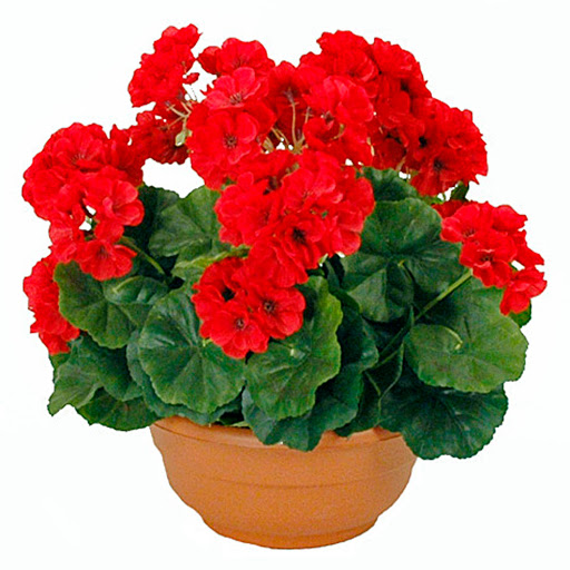 Plant New Day - Deco webshop voor huis en tuin - Thumbnail