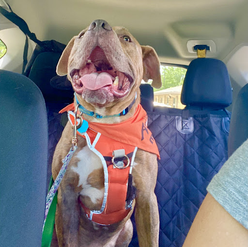 Lexington Humane Society - Thumbnail
