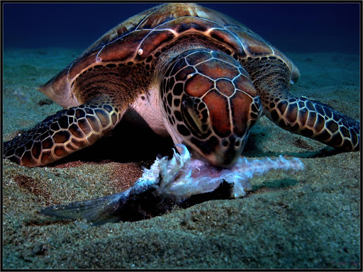 Rincon Diving & Snorkeling
