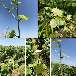 Photo n°26 de Champagne Delaunois D & Fils à Rilly-la-Montagne (Vignoble)