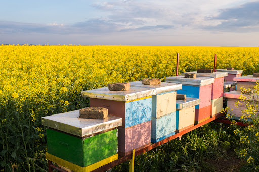 Luberon Beekeeping - Apiculture.net - Thumbnail