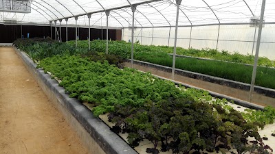 Photos of Bustan Aquaponics