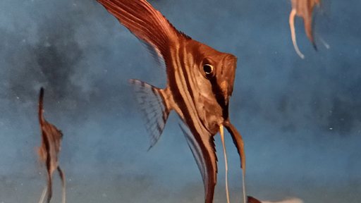 bioAquatiX.com