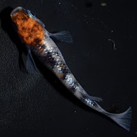 めだか屋 松家（無人販売所のみ営業）