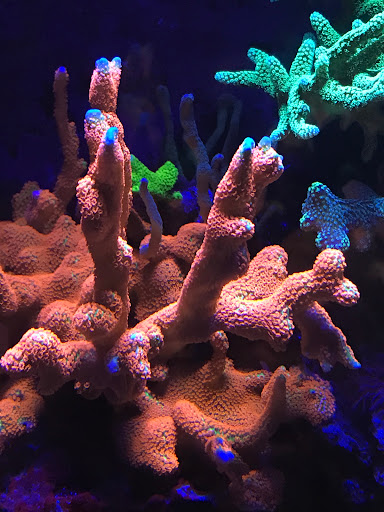 Empire Corals - Visual