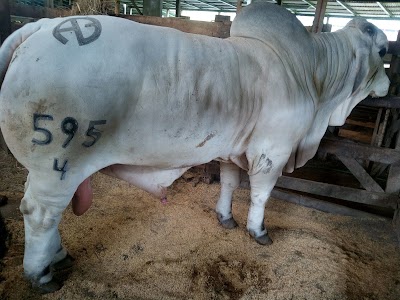 Photos of Beeche Brahmans Bijagua