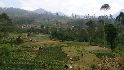 Photos of Barokah Tani Agrofarm