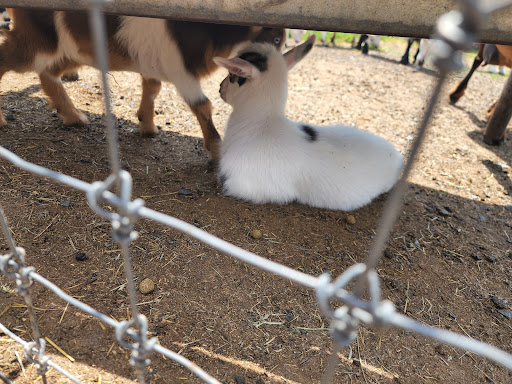 Oley Turnpike Dairy Petting Zoo Gallery - United States