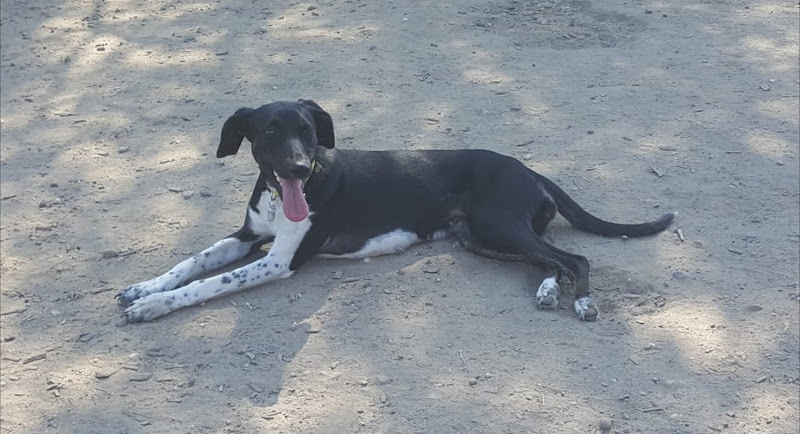 Rund um Hund Ludwigshafen