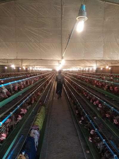 Photos of Shwe Wah Poultry Farm