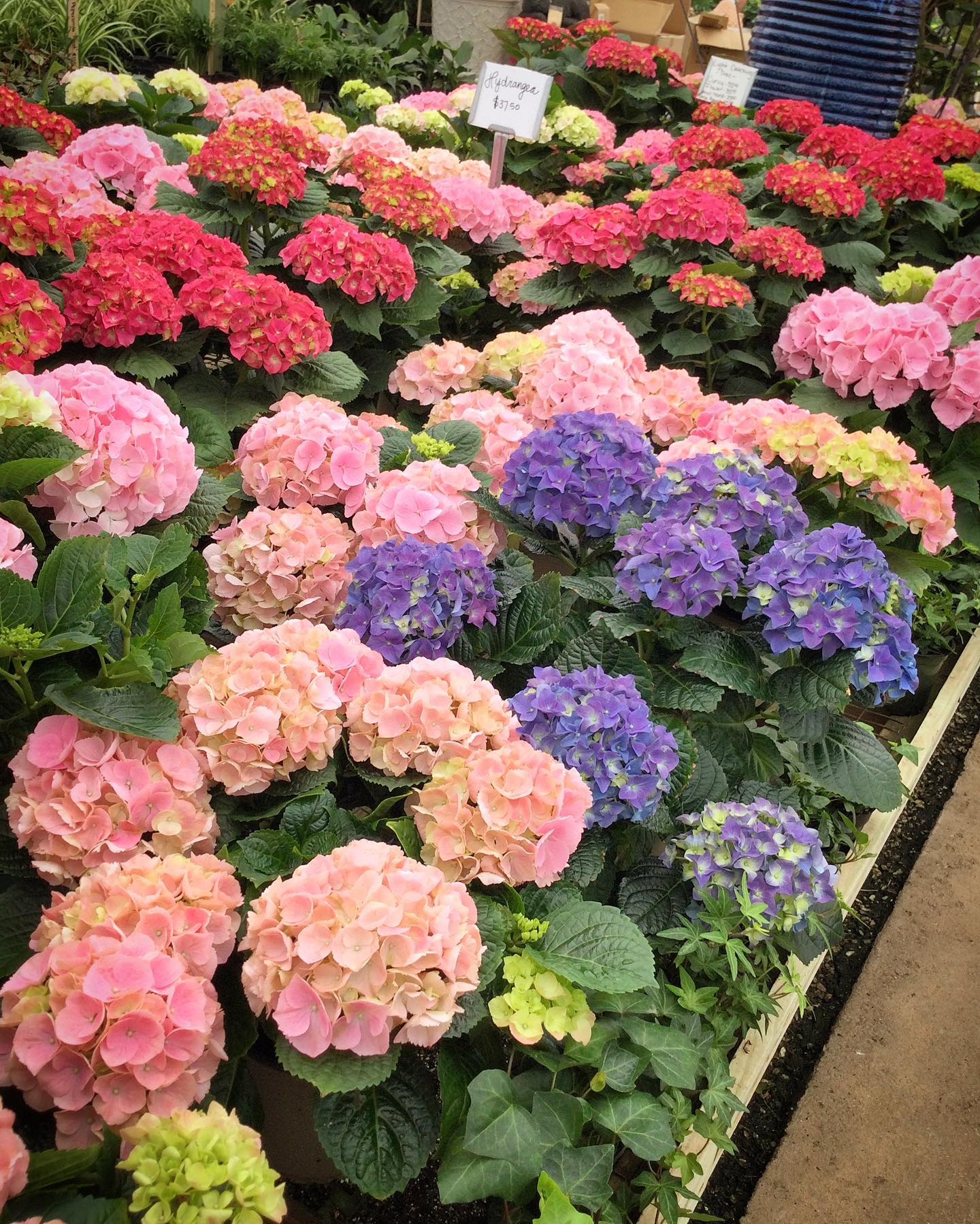 Trochta's Flowers and Garden Center