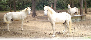 Photo n°3 de Écuries de Fontmagne à Cuges-les-Pins (Club de sport)