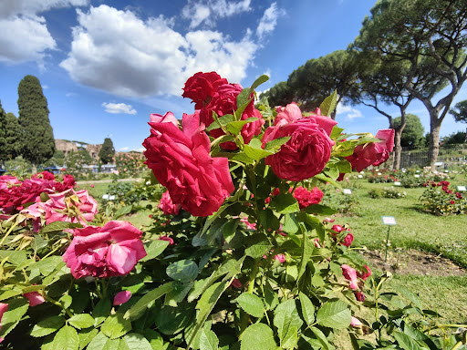 Roseto comunale - Visual