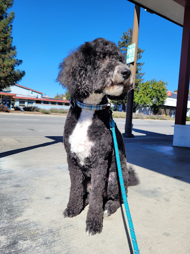 Francy's Pet Grooming - Thumbnail