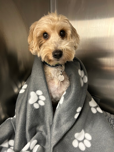 Claro Hill Vets - Thumbnail