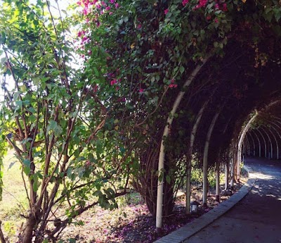 Photos of Al waffa