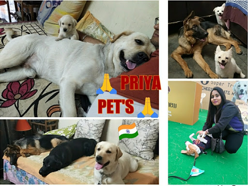 dog shop in dwarka