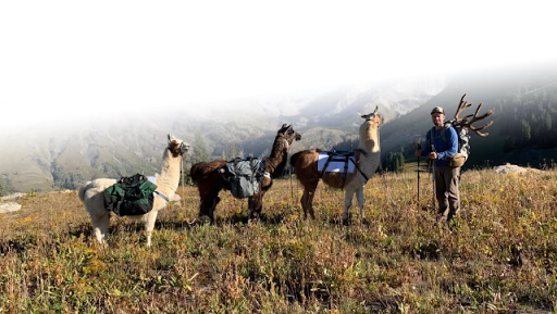 Wasatch Front Llamas