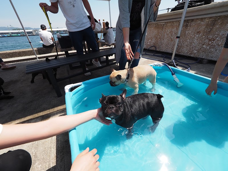 フレンチブルドッグ専門店 B&BFRENCH