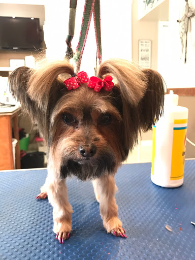 Dogwood Animal Hospital - Thumbnail