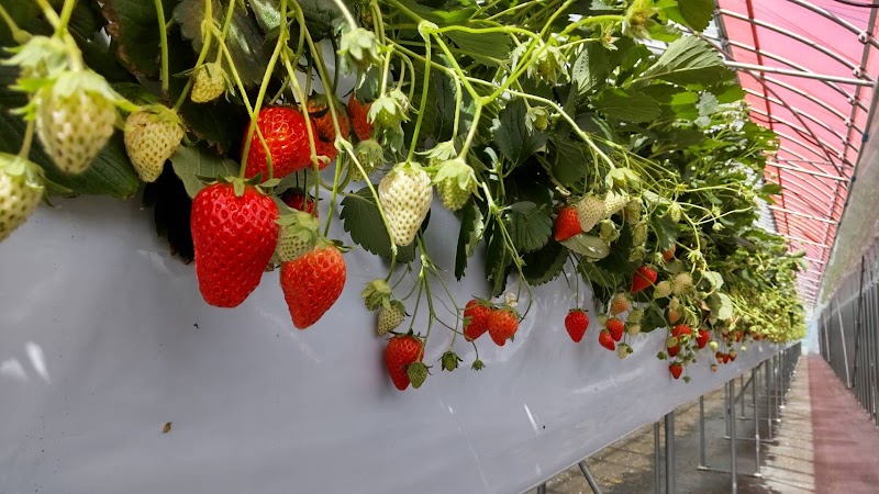 小さな農園 髭苺