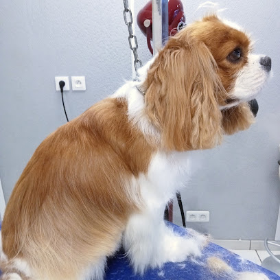 Noms d un chien !