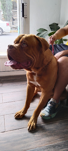 Veterinaria Amaya