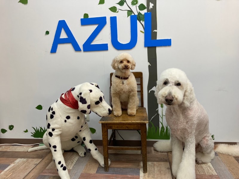 犬洗屋 AZUL