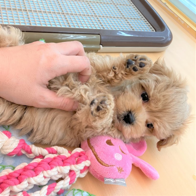 ペットハウス・プーキー パレマルシェ中村店