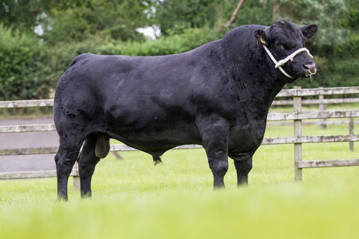 Transit Livestock - Thumbnail