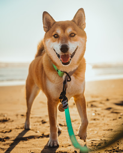 Harbor Hound Co. - Visual