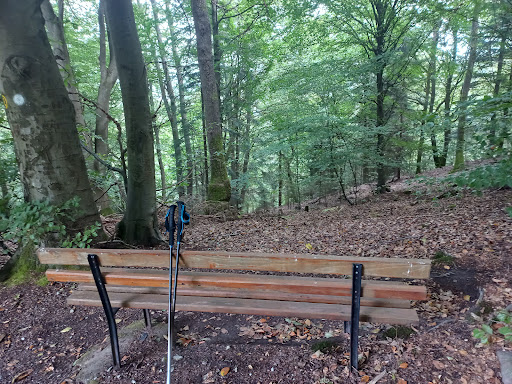 Waldblick - Visual