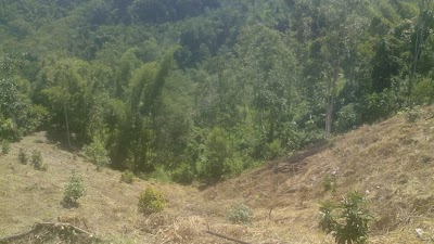 Photos of finca buenos aires