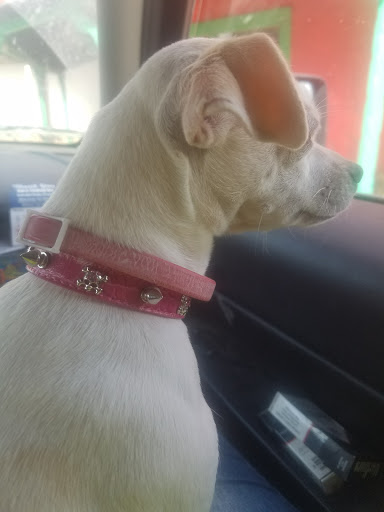Pampered Pup - Visual