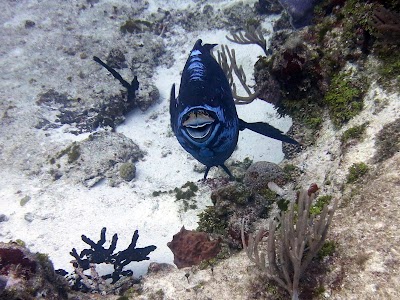 Photos of Antigua Scuba School
