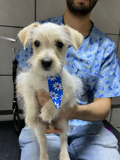 Pet Center Hospetall