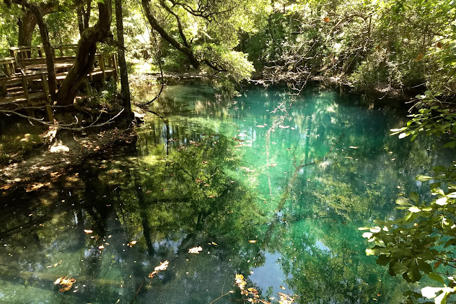 Visit Leon Sinks Geological Area On Your Trip To Tallahassee