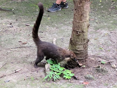 Photos of TIKAL National Park