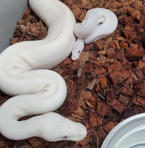 Chain Reaction Exotics - Visual