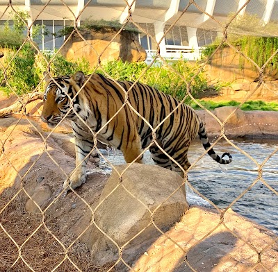 Mike the Tiger