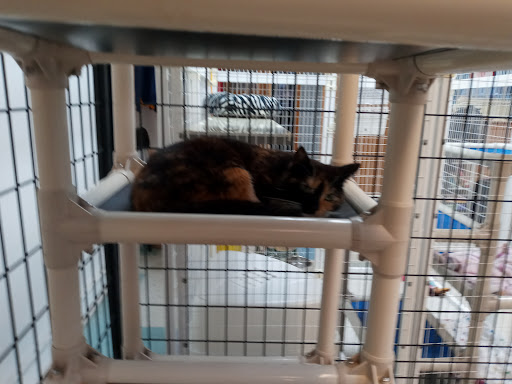 Sullivan County Humane Society Gallery - United States